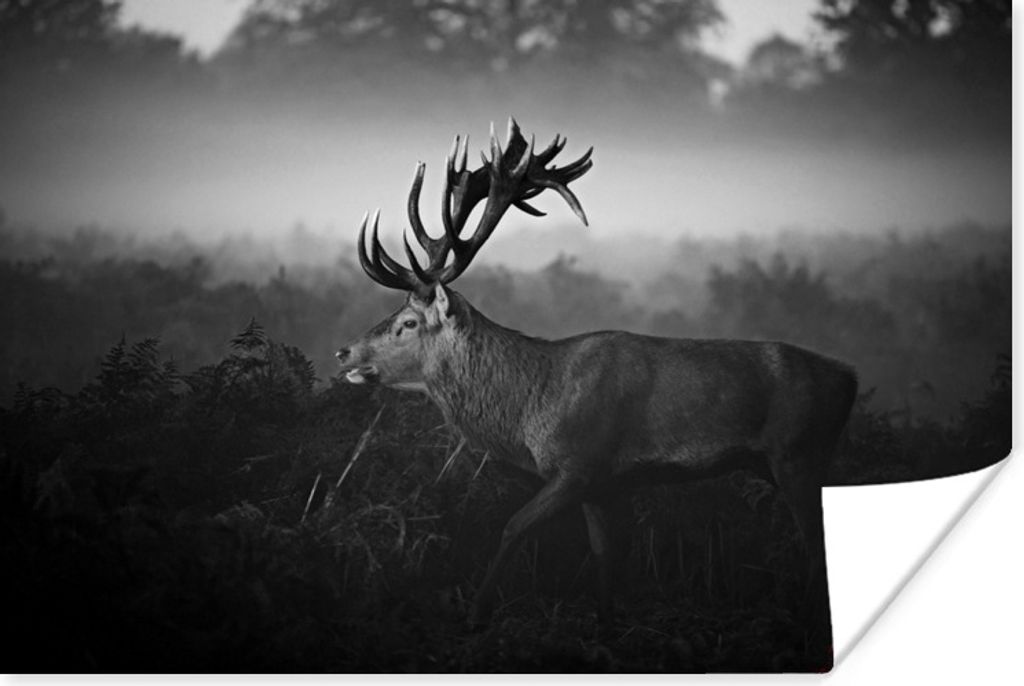 MuchoWow Poster Hirsch zu Fuß durch die Büsche - schwarz und weiß 180x120 cm - Fotoplakat