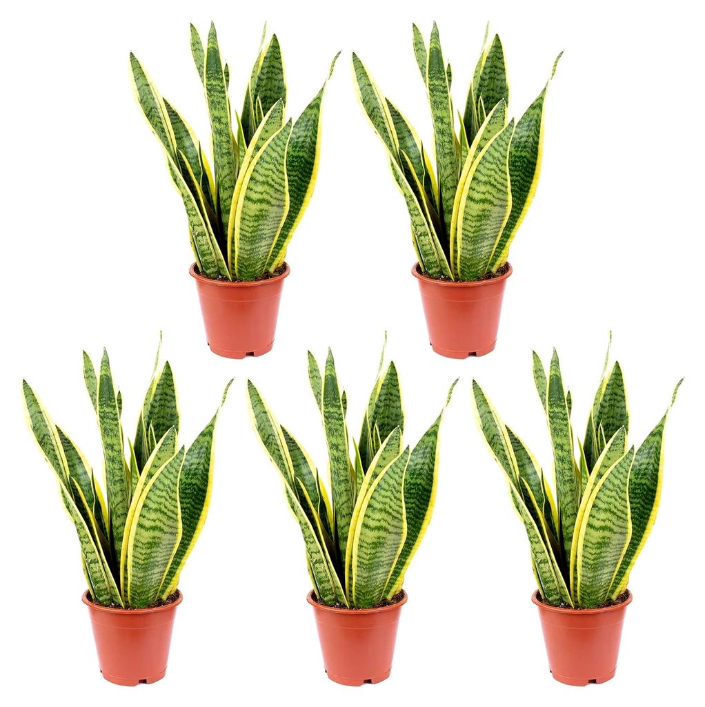 5x Bogenhanf, pflegeleichte Zimmerpflanze, Sansevieria trifasciata Laurentii - Höhe ca. 35 cm, Topf-Ø 12 cm