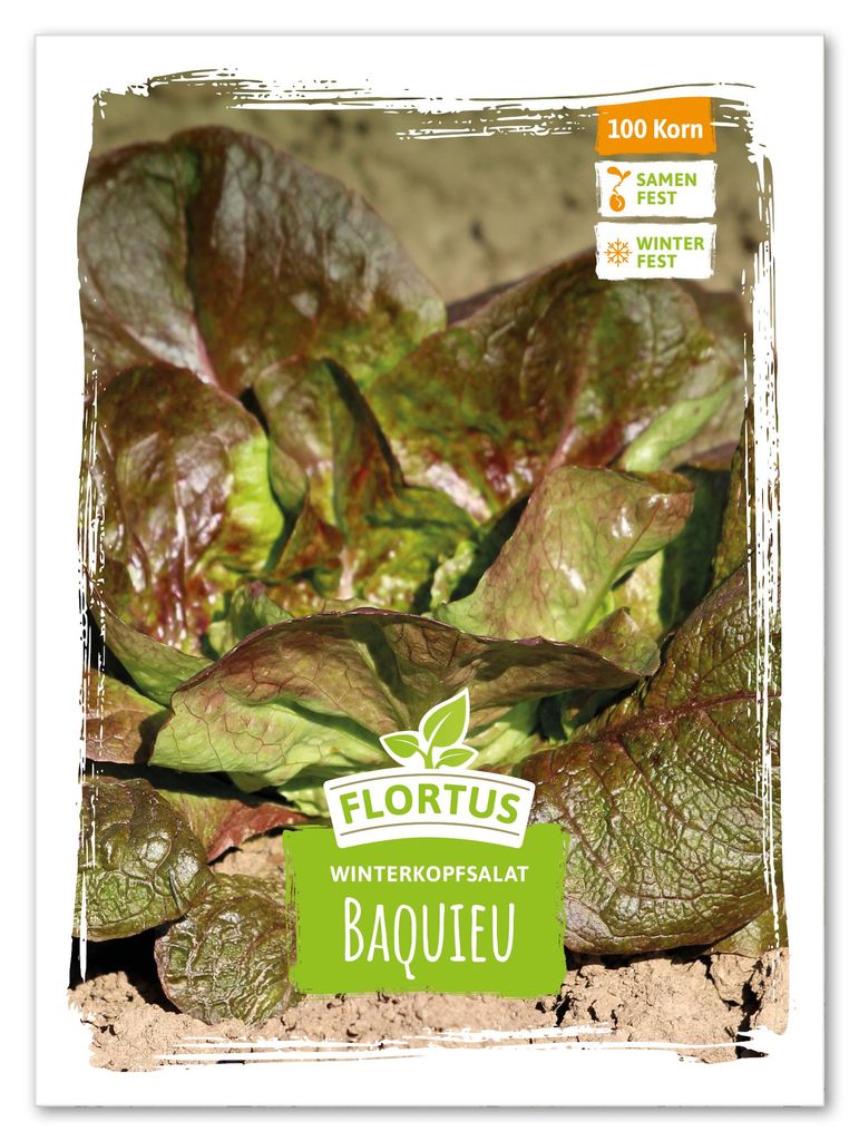 Artikelbild 1 von 'Winterkopfsalat Baquieu' aus der Kategorie Kopfsalatsamen