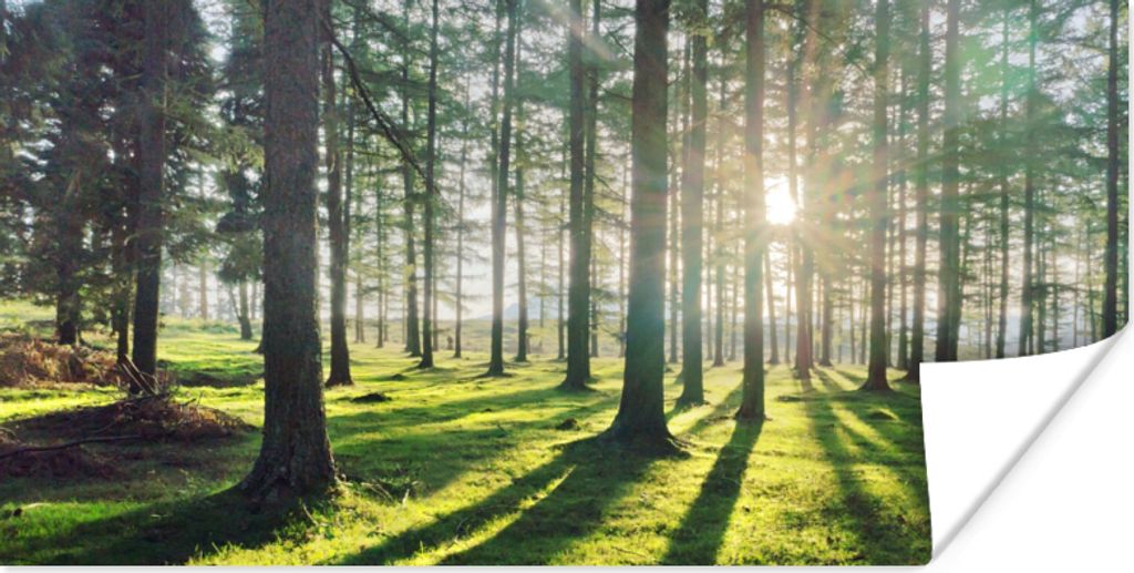 MuchoWow Poster Bäume - Natur - Wald 120x60 cm - Bild