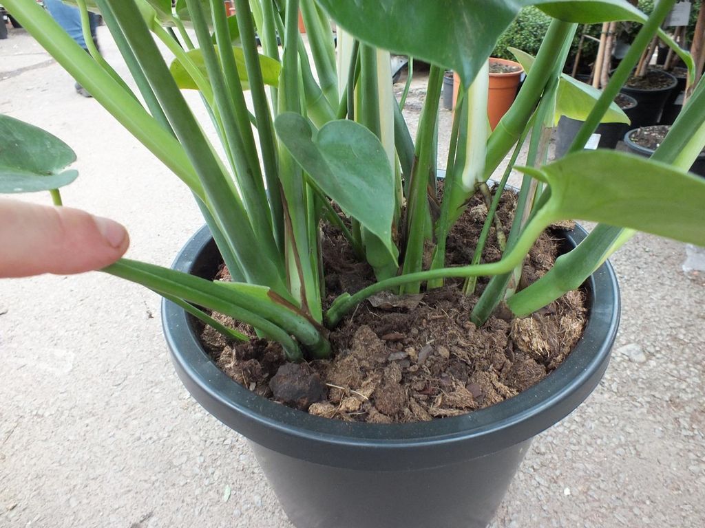 XXL Monstera delicosa 80-100 cm - Kstliche Fensterblatt -