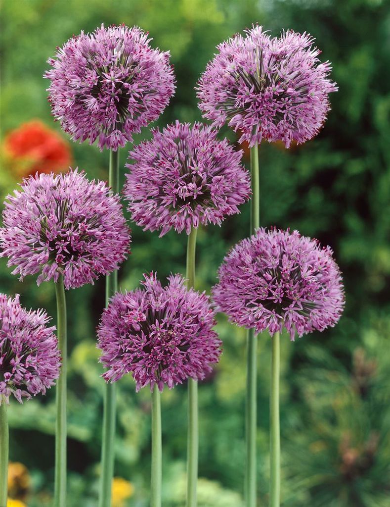 Allium christophii, Sternkugel-Lauch, silbrig-violett, ca. Produktbild 