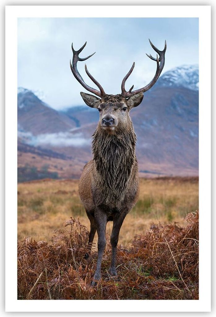 Poster - Poster ohne Rahmen - Hirsch Hirsch Schottland - 61x91,5 cm - Wand Bild - Wanddeko - Wandbilder - Kunstposter - Wandposter - Bilder - Kunst...