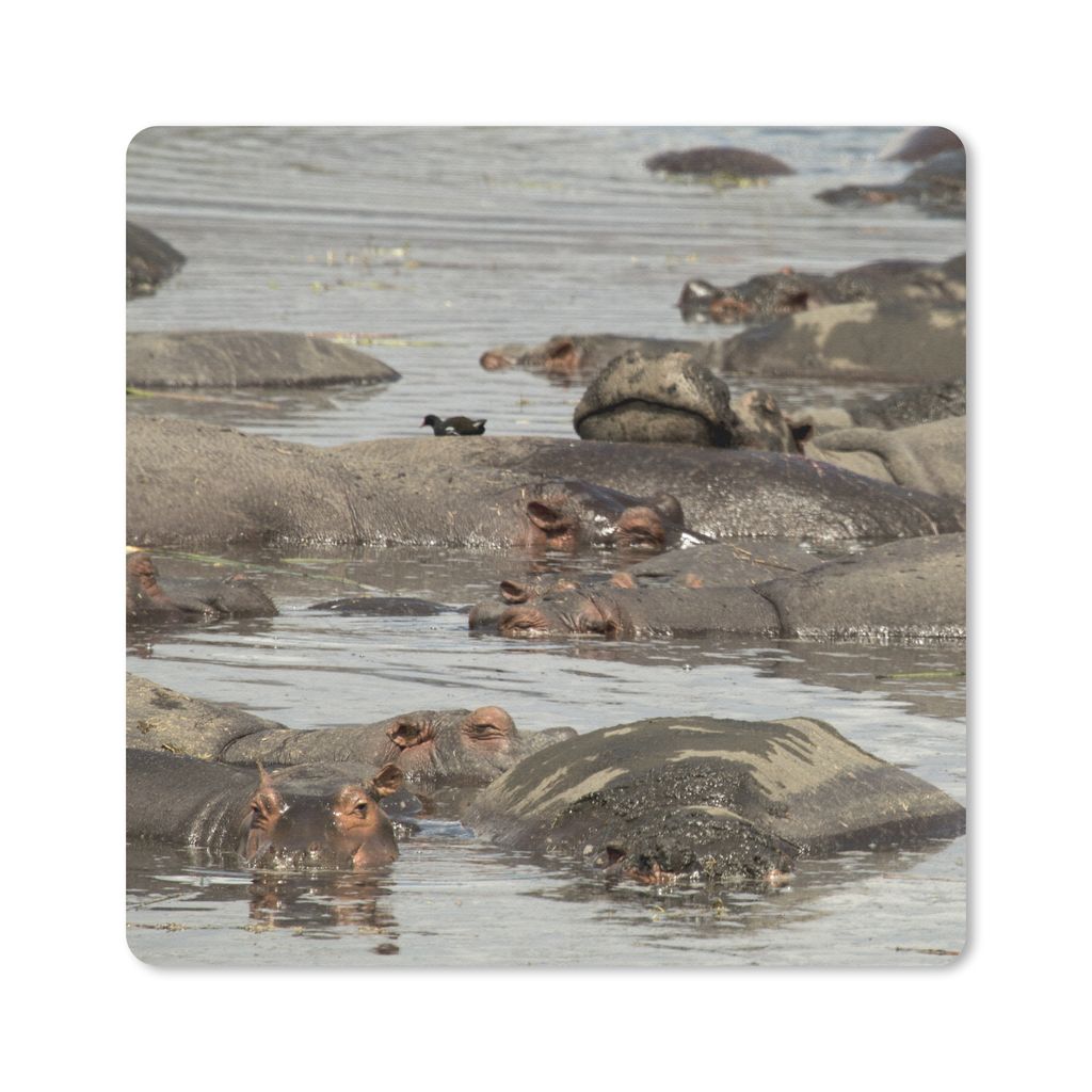 MuchoWow Mauspad Mousepad Nilpferd - Teich 20x20 cm - Mousepads - Maus Mat - Pad - Mausunterlage - Desk Mat - Bureauartikeln