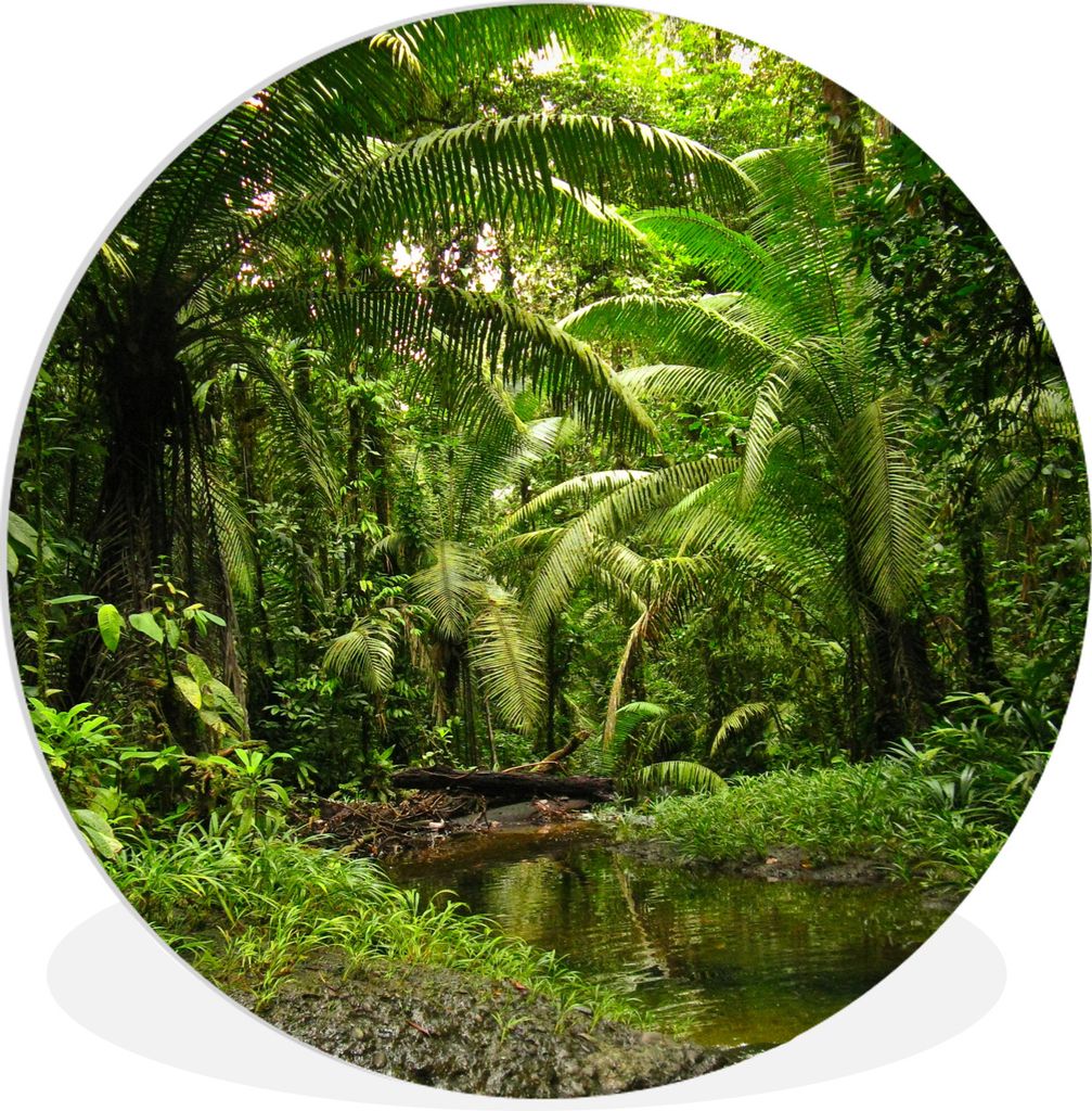 MuchoWow Rundes Wandbild - Runde Bilder Tropischer Regenwald in Kolumbien Ø 60 cm Kreis Wanddekoration Kunststoff - Wandkreis - Wandschmuck - Wa...