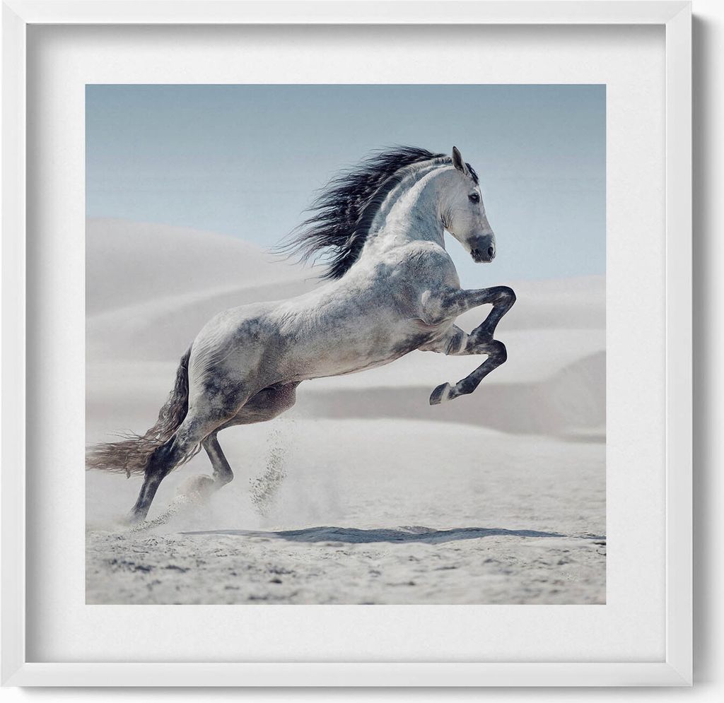Galoppierendes weißes Pferd– Wandbild mit Rahmen – Gerahmtes Bild – Wanddekoration – 50x50 cm – Weiß Rahmen