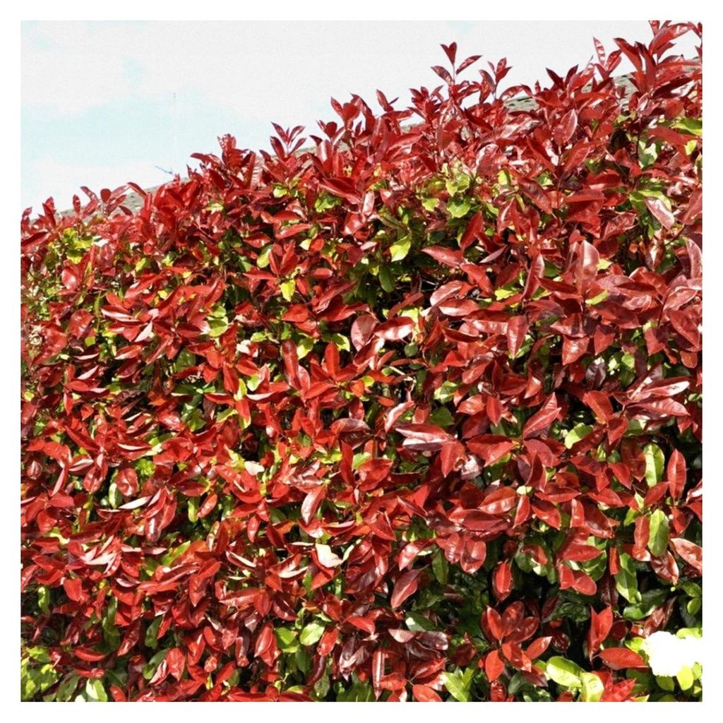 Photinia fraseri 'Red Robin' Strauch - Immergrüne Sichtschutzhecke, schnell wachsende Gartenpflanze, robuste rote Blattsträucher für die Abgrenzung