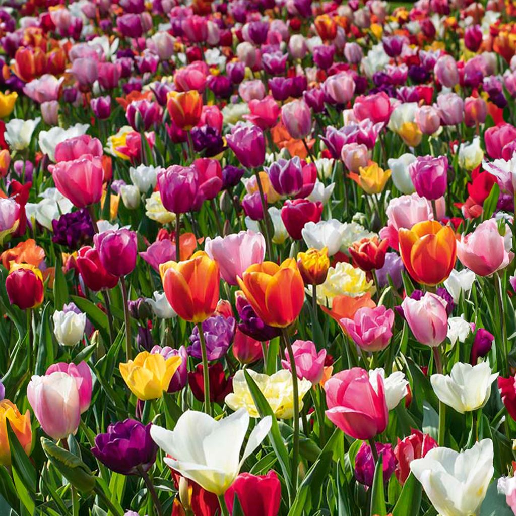 Bloomique - Mélange de Tulipes 20 - 60 jours - Bulbes de Image du produit 