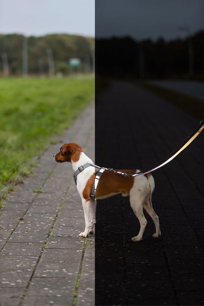 TRIXIE Premium Reflect H-Geschirr - grafit - 36–45 cm/15 mm