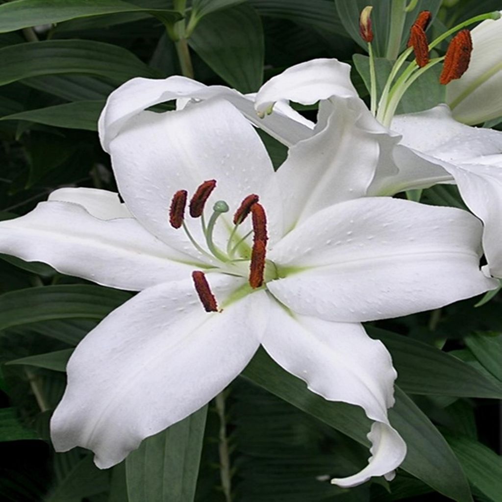 Lilie Blumenzwiebeln Zwiebeln Blumen Orientalische Lilie Mount Aspiring 1 St.