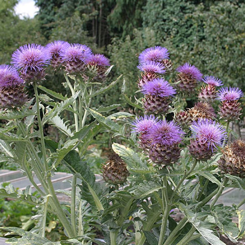 6 x Artischocke - Cynara cardunculus | Topf 9cm x 9cm