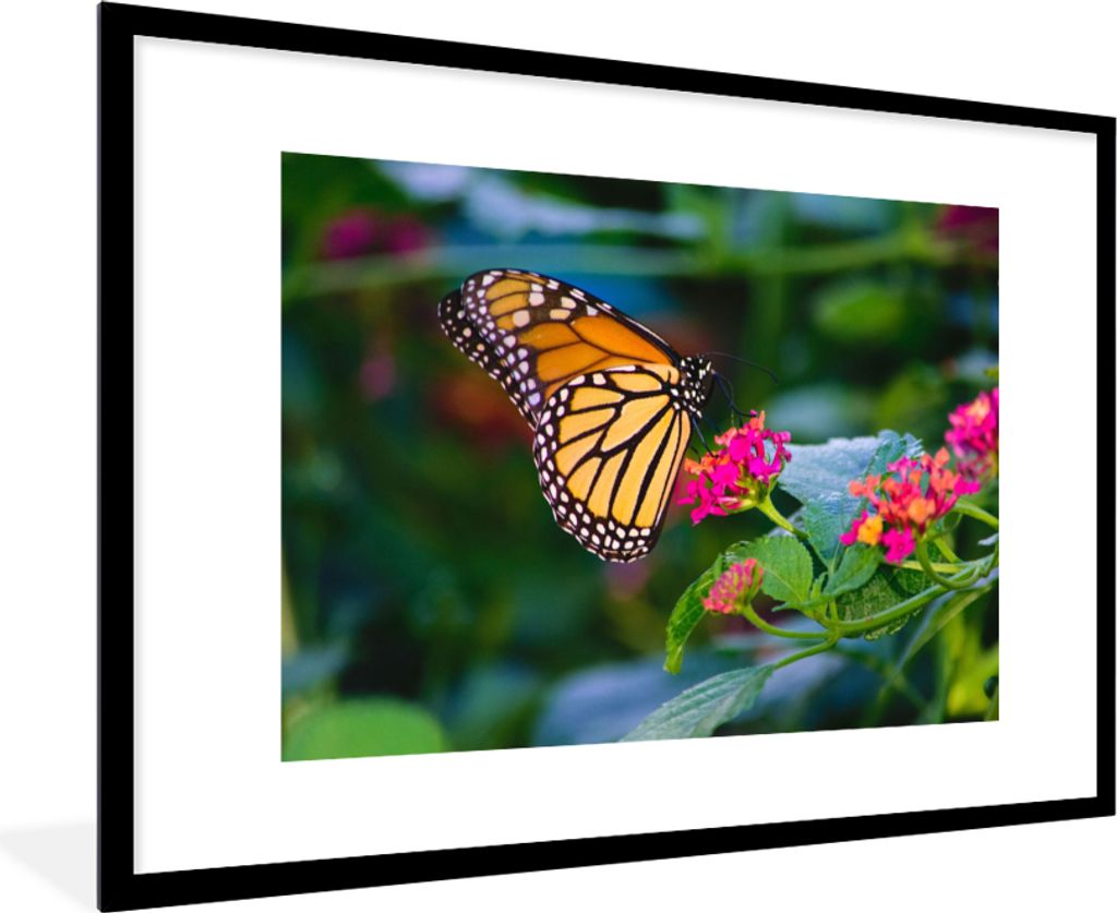 MuchoWow Gerahmtes Poster Schmetterlinge - Blume - Natur 90x60 cm - Poster mit Schwarzem Bilderrahmen Wandposter Rahmen Foto Bilder - Wanddekorat...
