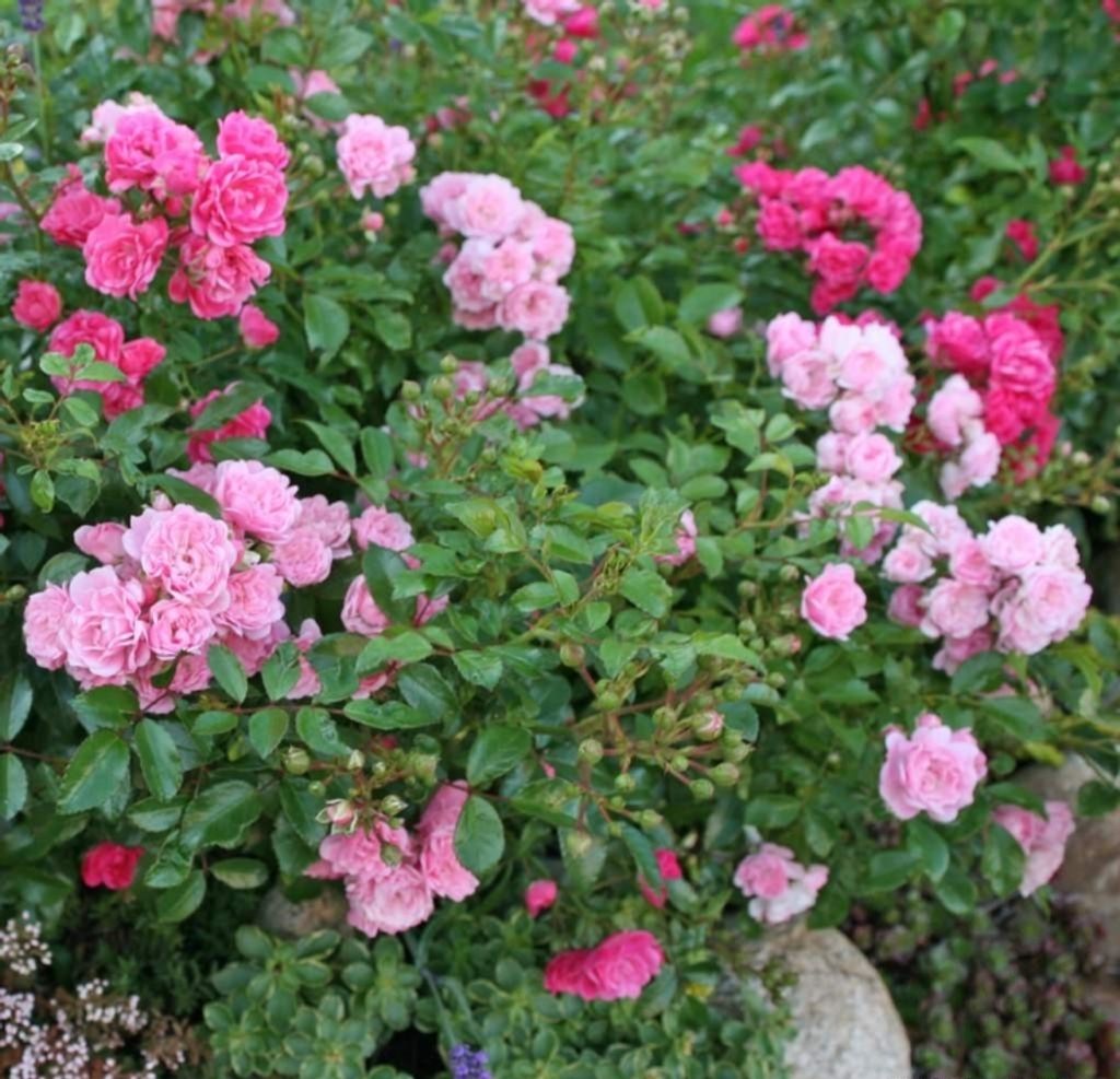 Bodendeckerrose The Fairy , Bentall, 1932, Co. 5 L