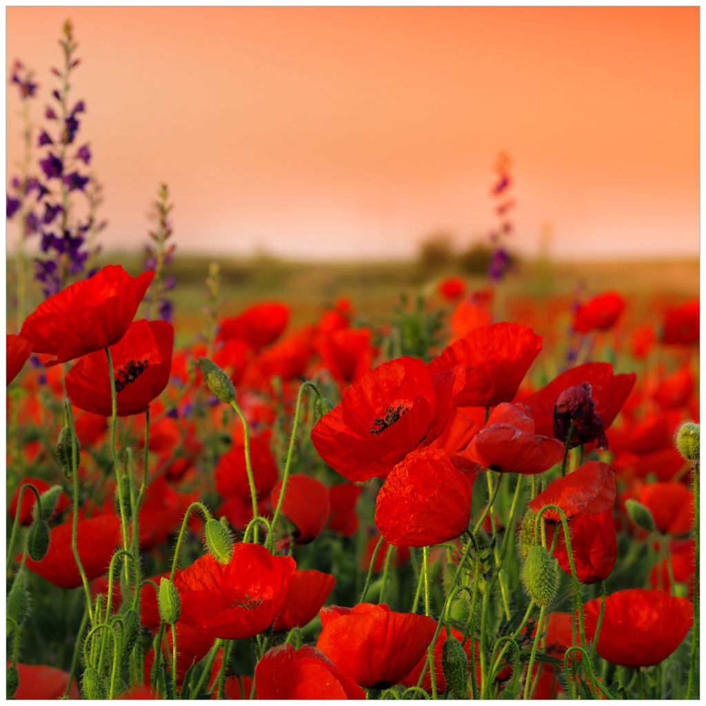 Wallario Möbeldesign / Aufkleber, geeignet für Ikea Lack Tisch - Mohnblumen auf dem Feld in 55 x 55 cm