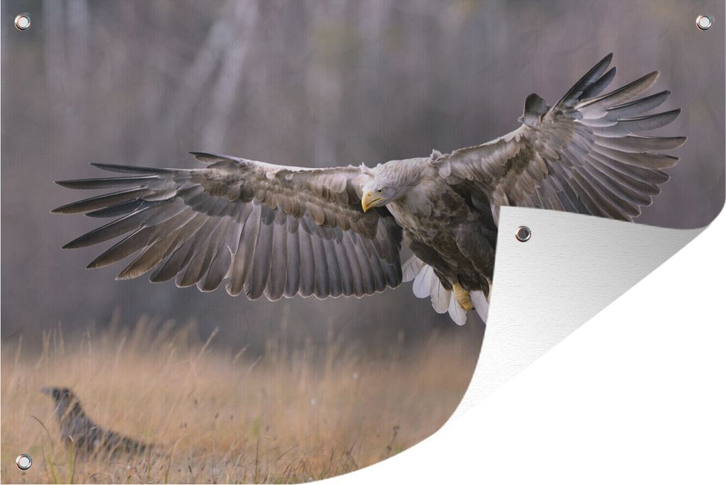 MuchoWow 120x80 cm Outdoor-Poster Gartendeko Sichtschutz Garten Poster für den Garten Ein europäischer Seeadler breitet seine Schwingen aus