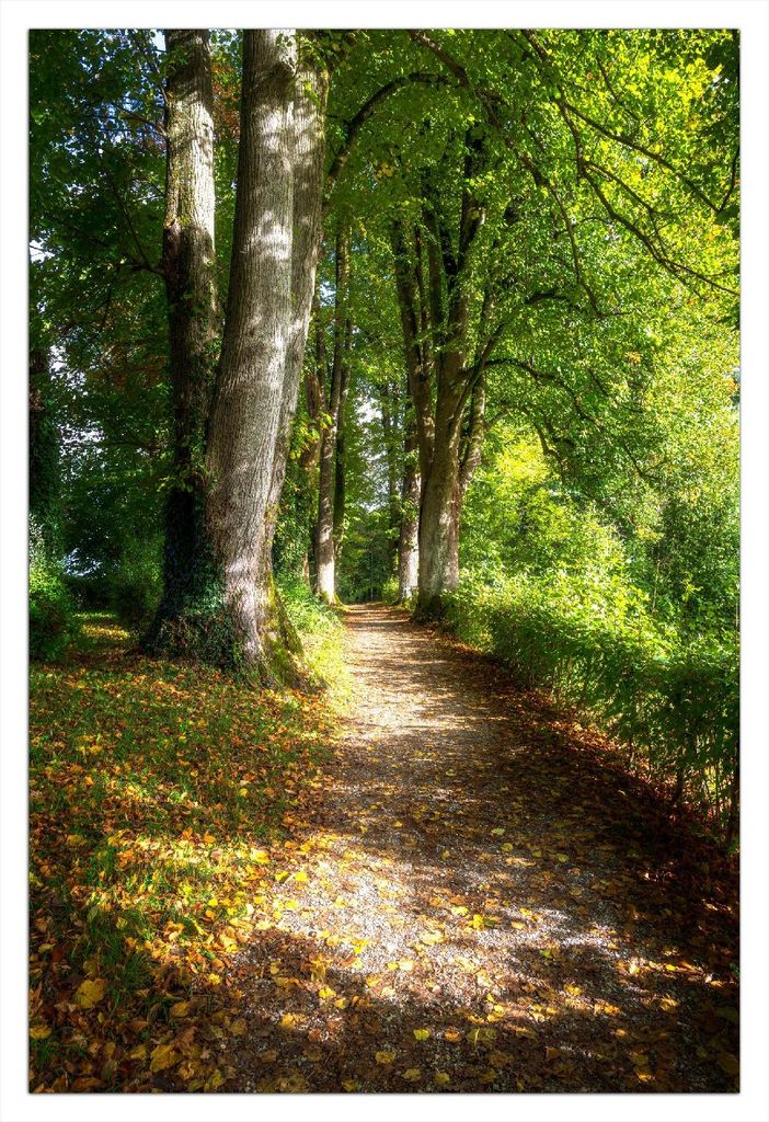 Wallario Poster - Weg im Sonnenlicht, Kunstdruck Größe: 61 x 91,50 cm