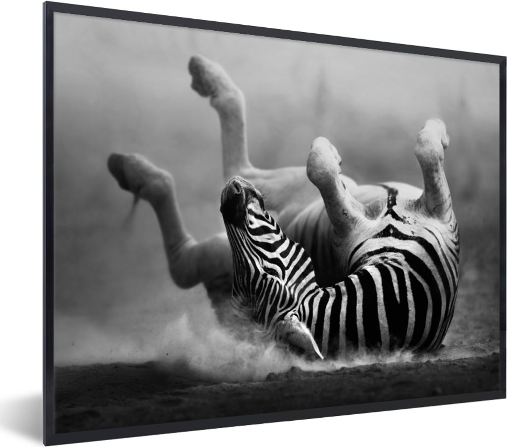 MuchoWow Gerahmtes Poster Zebra - Tiere - Schwarz - Weiß 80x60 cm - Poster mit Schwarzem Bilderrahmen Wandposter Rahmen Foto Bilder - Schwarzem ...