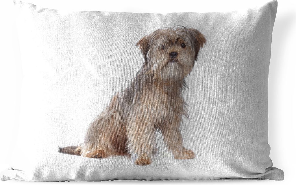 MuchoWow Outdoor Kissen - Shih Tzu Hund auf einem weißen Hintergrund - 60x40 cm - Wetterfest - Lounge Kissen - Zierkissen - Kissen für Innenräume