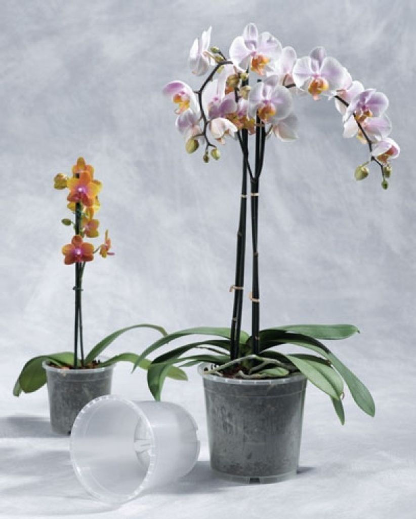 20er Set Orchideentopf transparent klar 12 cm Sparpaket 