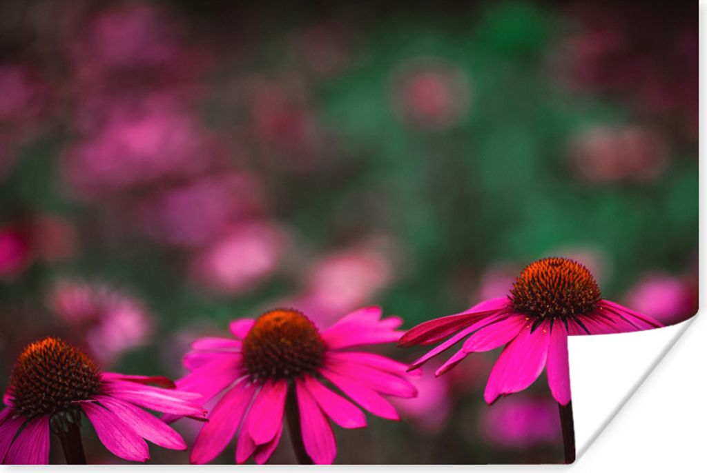 MuchoWow Poster Rosa Dahlien 60x40 cm - Schlafzimmerdekoration