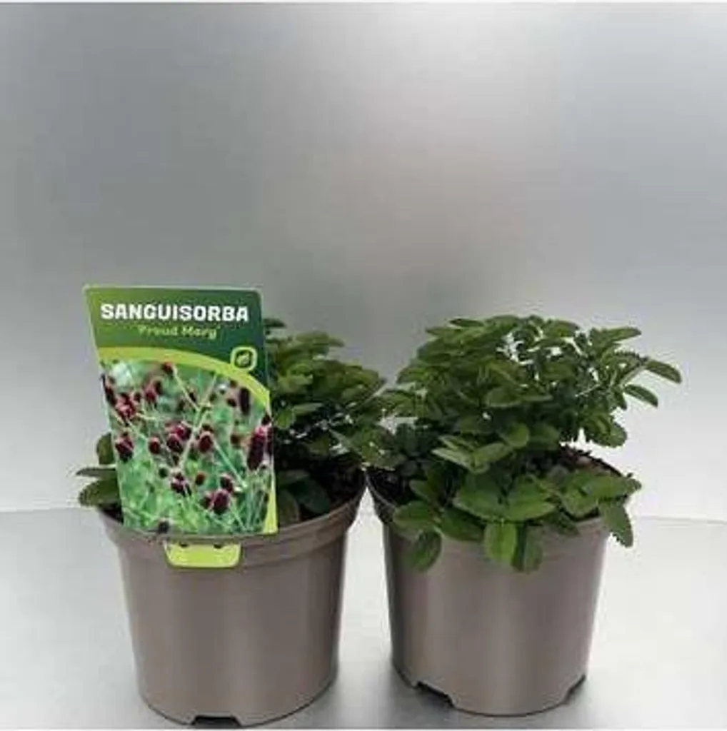 Pimpinelle Proud Mary plantes de jardin vivaces lot de 6 pots de 9 cm