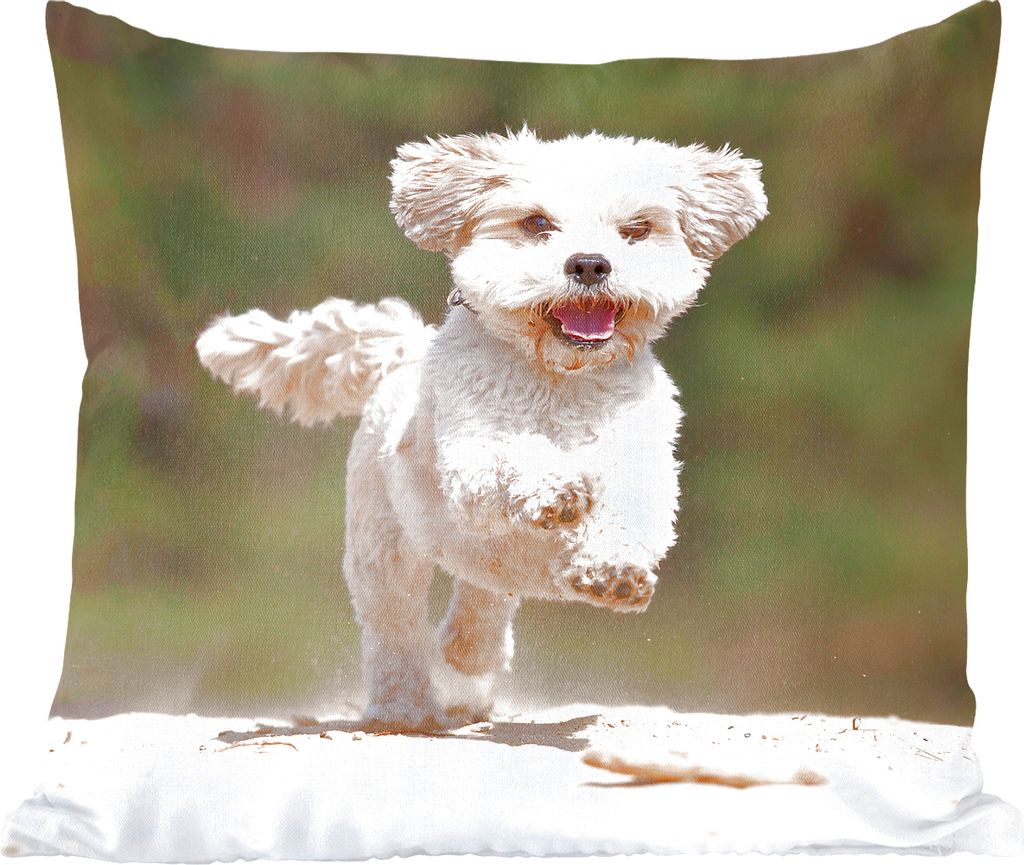 MuchoWow Zierkissen Sofakissen Wohnzimmer Dekokissen 40x40 cm Ein Shih Tzu Hund hüpft durch den gelben Sand - Foto Kissen - Schlafzimmer Dekoration