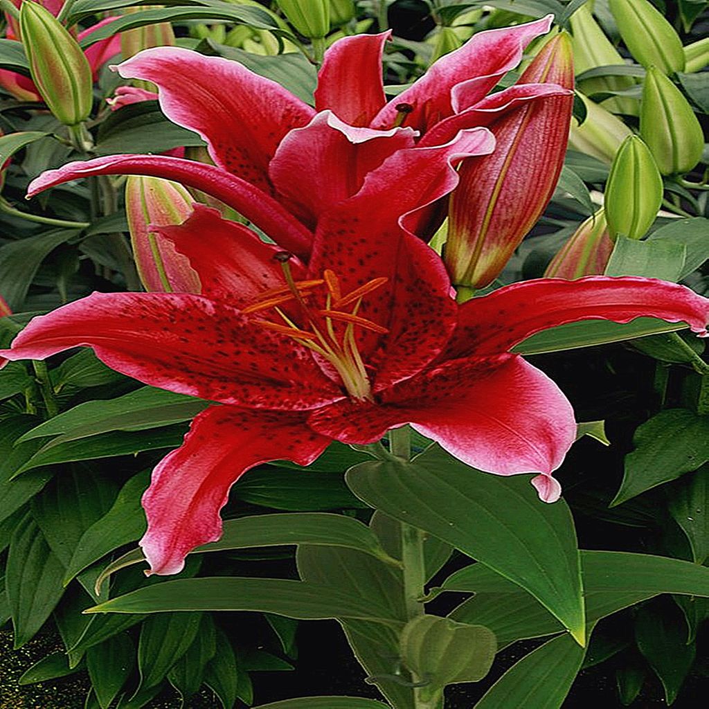 Lys oriental Red Flash 1 pièce Lys bulbes de lys bulbes Image du produit 