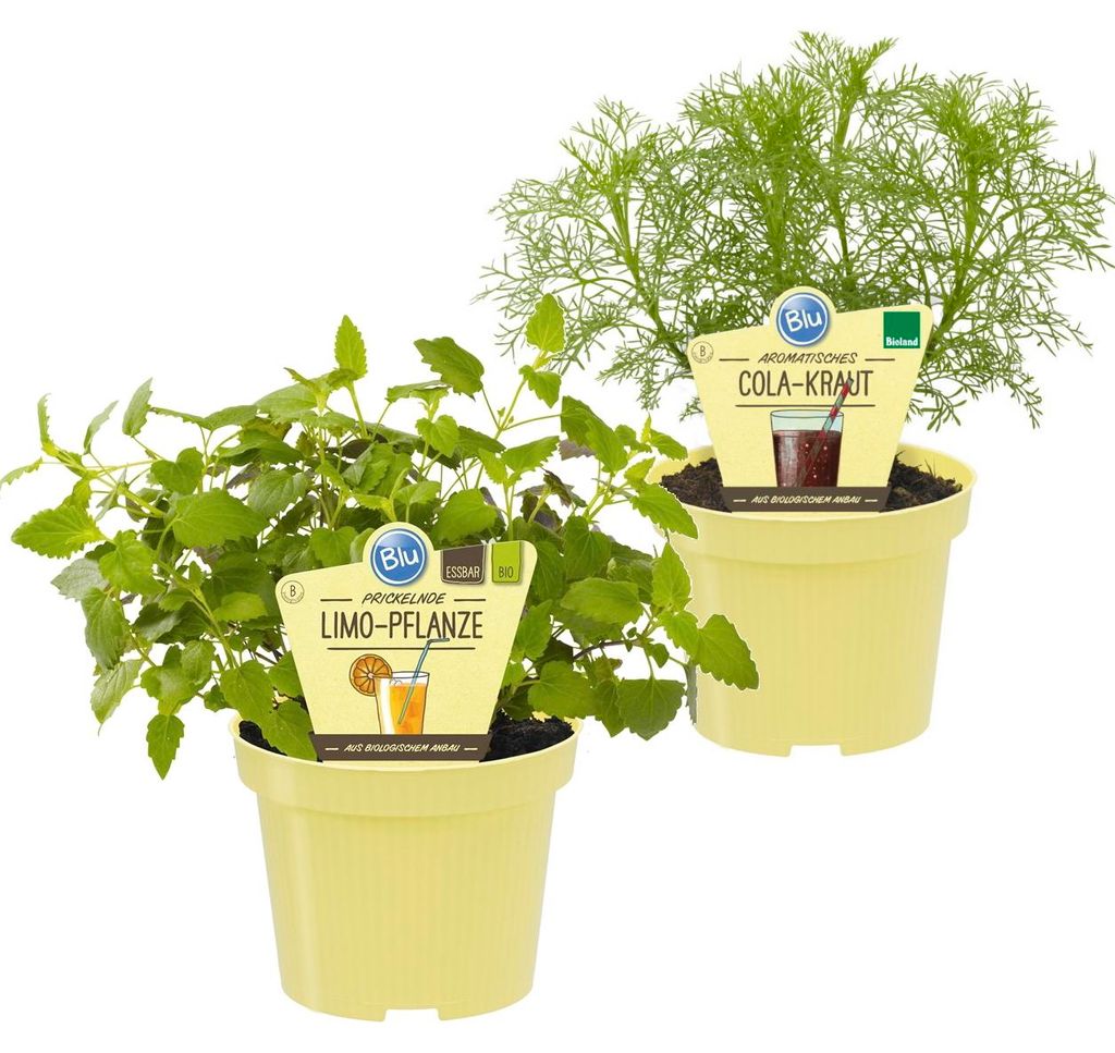 Limonadenkräuter-Duo 1x Cola-Kraut + 1x Produktbild 
