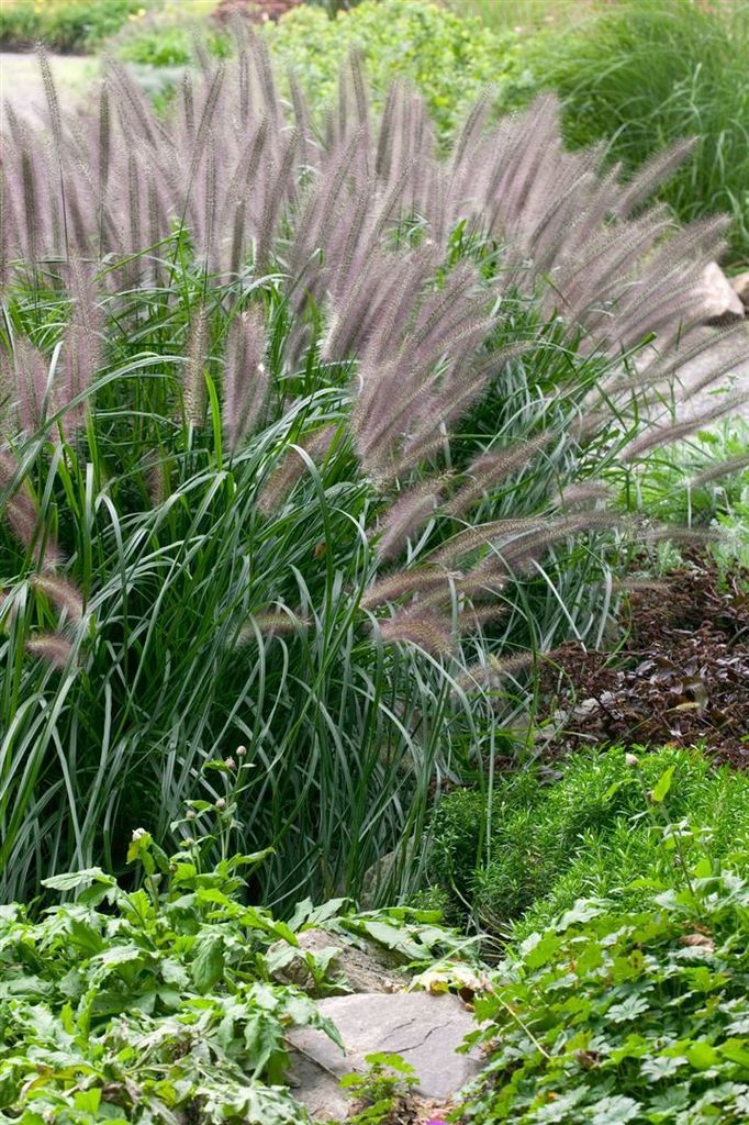 Pennisetum alopecuroides 'Moudry', Lampenputzergras, schwarzviolett, 3-5 L Topf