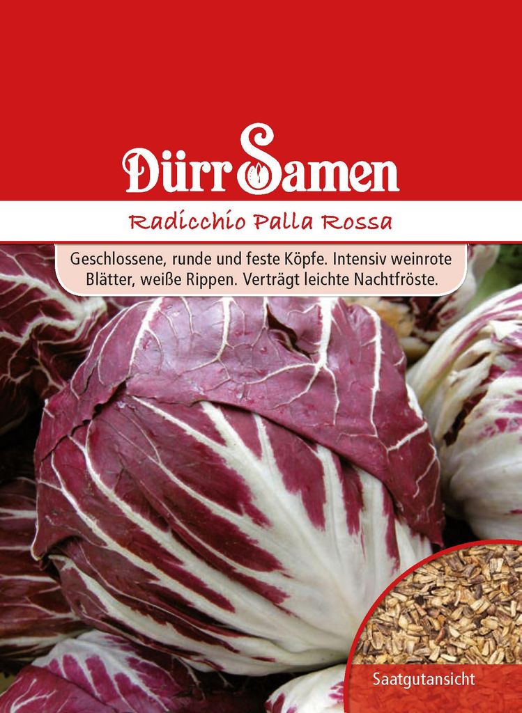 Radicchio Palla Rossa | Radicchiosamen von Dürr Samen Produktbild 