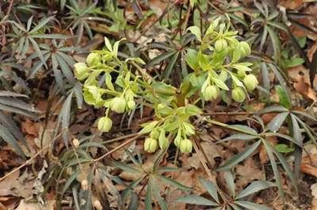 Hellébore fétide Helleborus foetidus - 6 Vivaces en pot de 9 cm