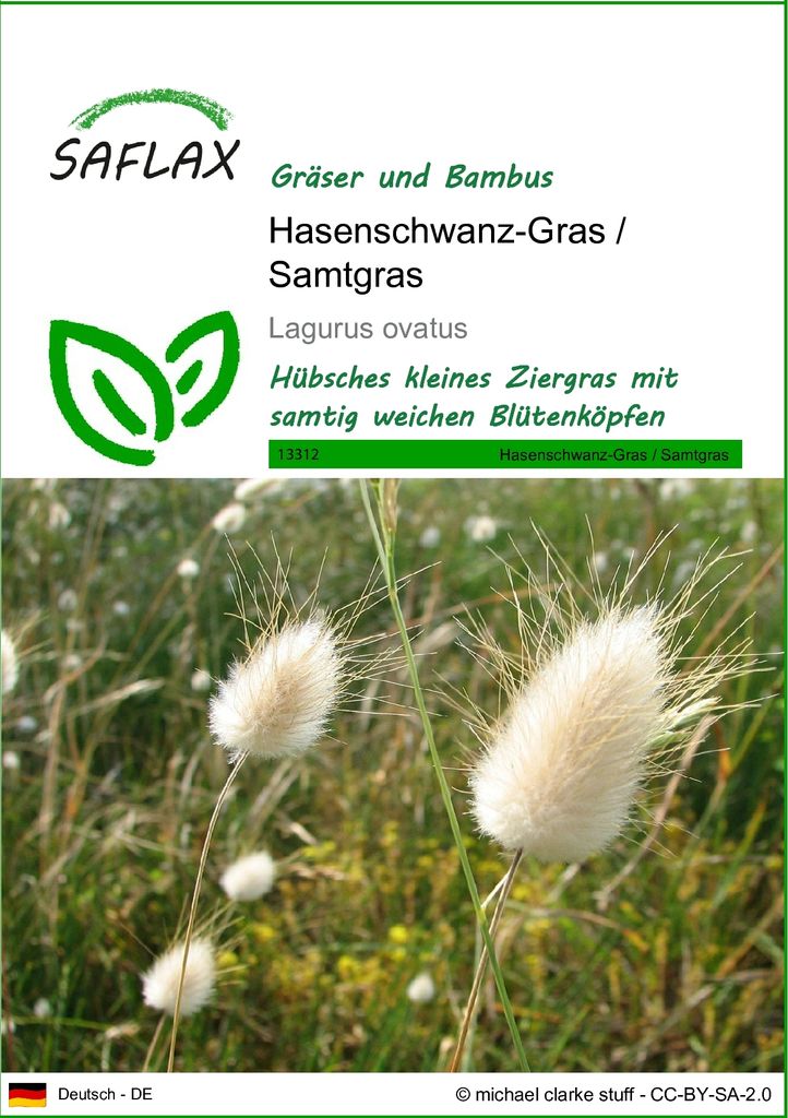 SAFLAX - Hasenschwanz-Gras / Samtgras - Lagurus ovatus - Produktbild 