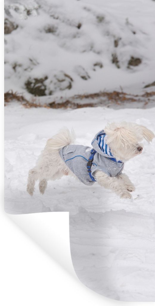 MuchoWow Wandtattoo Wandsticker Wandaufkleber Malteser Hund springt in den Schnee 80x160 cm Selbstklebend und Repositionierbar - Sticker - Dekorf...
