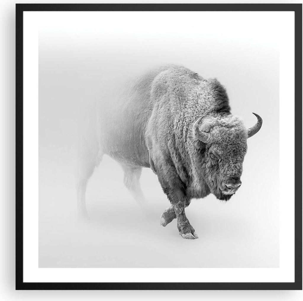 Gerahmtes Poster - Schwarzer Rahmen - Wisent Schwarzweiß Licht - 60x60 cm - Wand Bild - Wanddeko - Wandbilder - Kunstposter - Wandposter - Bilderr...