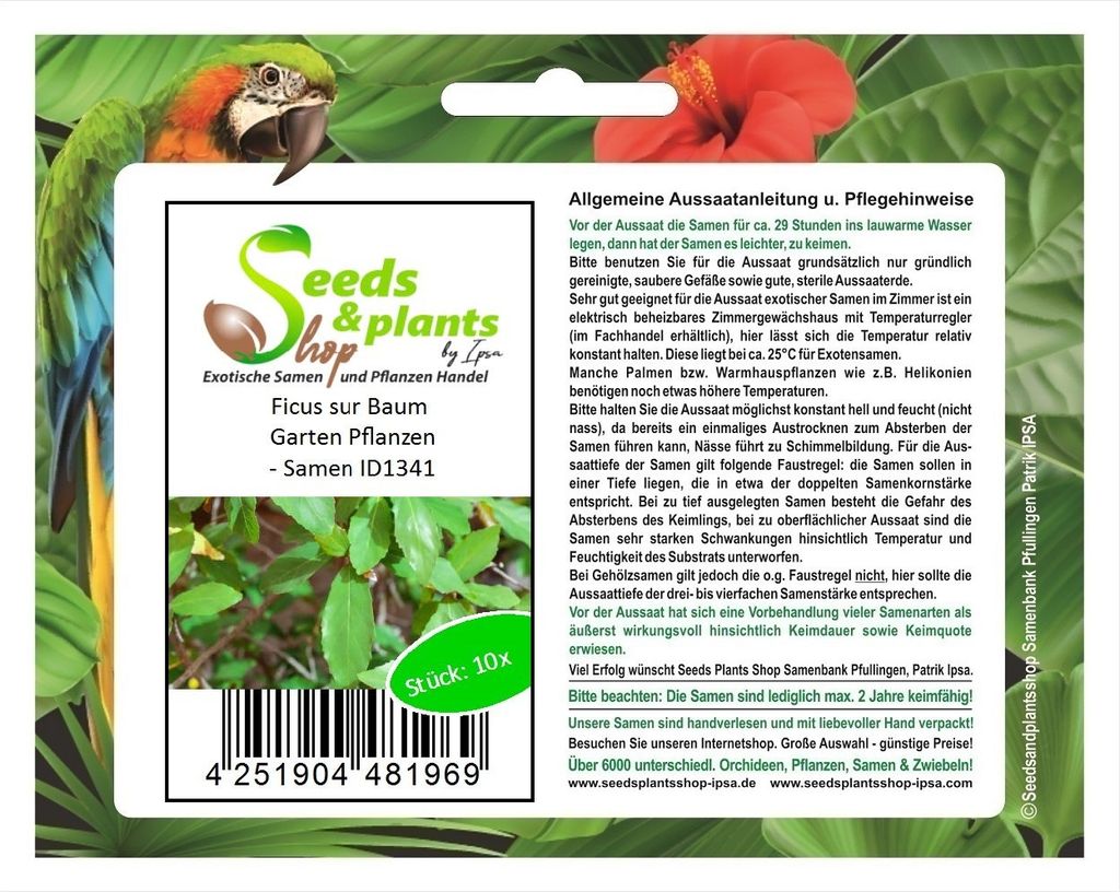 10x Ficus sur Baum Garten Pflanzen - Samen ID1341