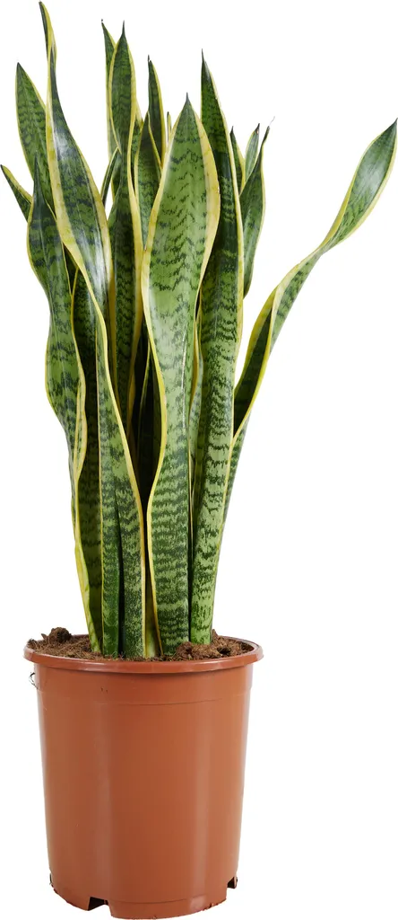 Sansevieria Laurentii Plante increvable pour zones sombres 70-90 cm