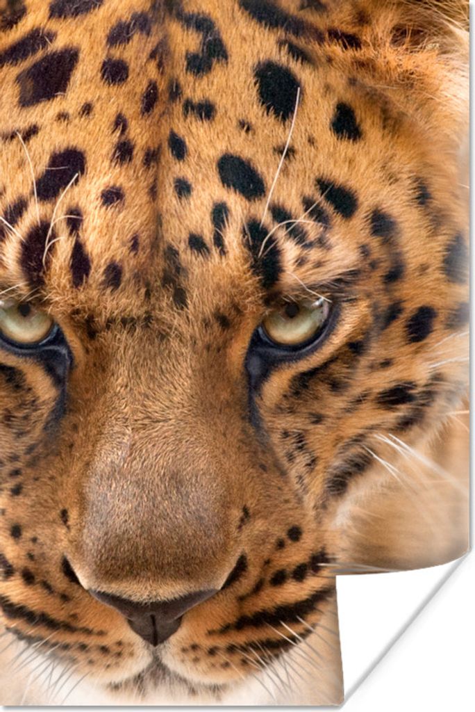 MuchoWow Poster Leopard - Porträt - Gesicht 40x60 cm - Plakate für die Wand - Poster Babyzimmer