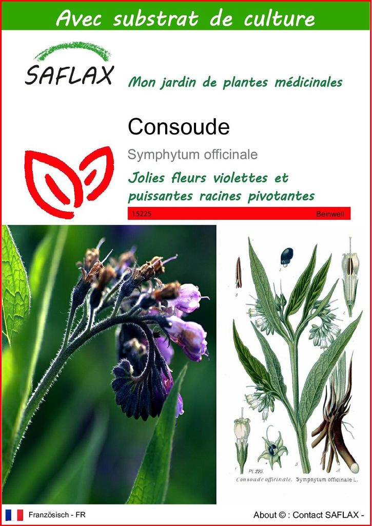 SAFLAX  - Consoude - 15 graines - Avec substrat - Symphytum Image du produit 
