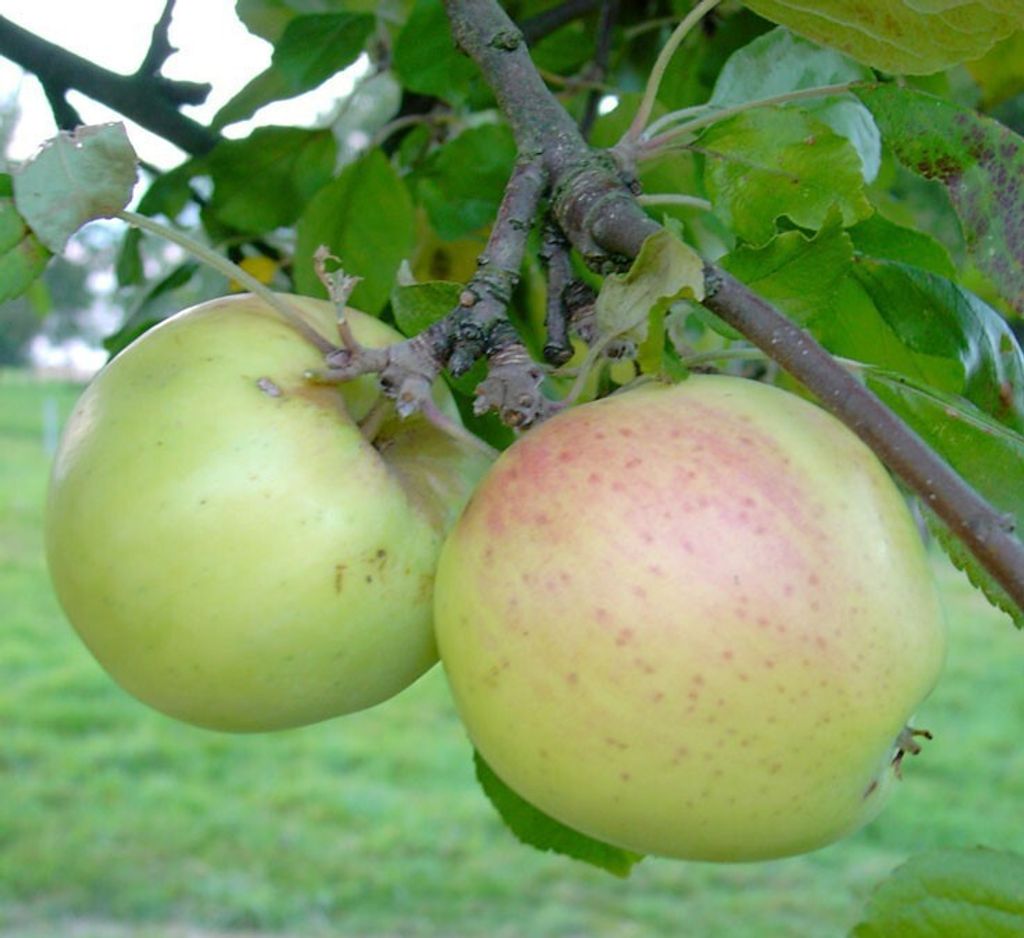 Grahams Jubiläumsapfel Spätsommer Apfelbaum historisch 110-140 cm C7,5 M7