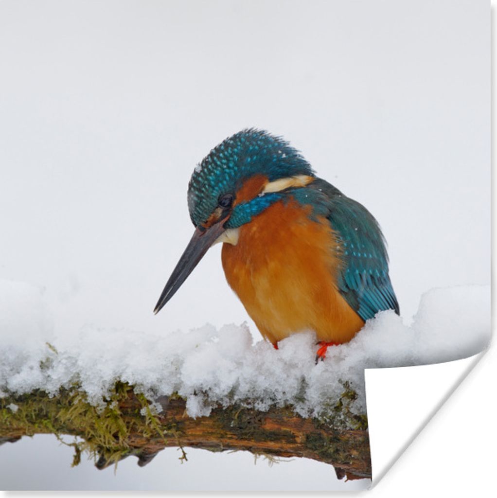 MuchoWow Poster Eisvogel - Schnee - Winter 50x50 cm - Wohnzimmerdekoration