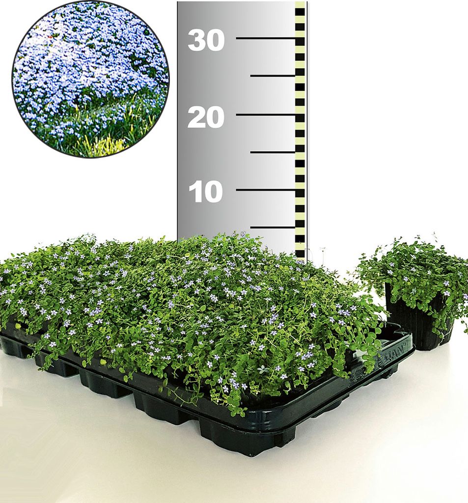 BALDUR Garten 25x Winterharter Bodendecker Isotoma 'Blue Produktbild 