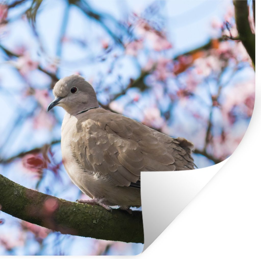 MuchoWow Wandtattoo Wandsticker Wandaufkleber Vogel - Blumen - Taube - Blütenzweige - Rosa 100x100 cm Selbstklebend und Repositionierbar - Wierd...