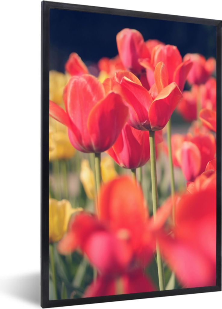 MuchoWow Gerahmtes Poster Tulpen - Blumen - Natur 60x90 cm - Poster mit Schwarzem Bilderrahmen Wandposter Rahmen Foto Bilder - Kunst