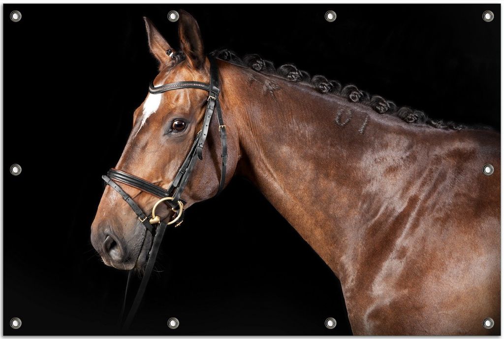 Wallario Outdoor-Poster für Garten oder Balkon, Motiv Herausgeputztes Pferd mit Geschirr, in ca. 80 x 120 cm