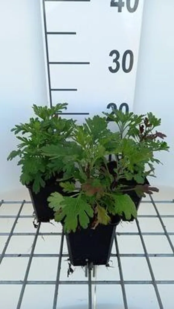 6 Chrysanthemum rubellum Duchess of Edinburgh en pots de 9x9 cm