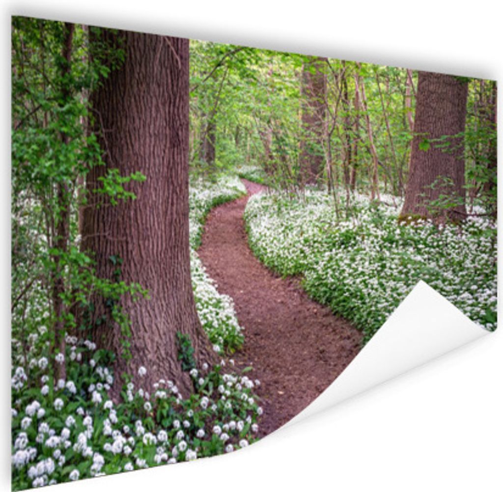 MuchoWow Poster Wald - Weg - Blumen - Weiß 120x80 cm - Bilder