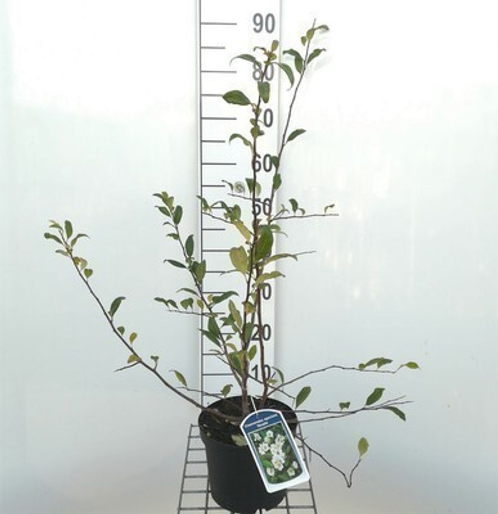 Chaenomeles spec. 'Nivalis' - Japanische Zierquitte Nivalis 30- 40 cm Container