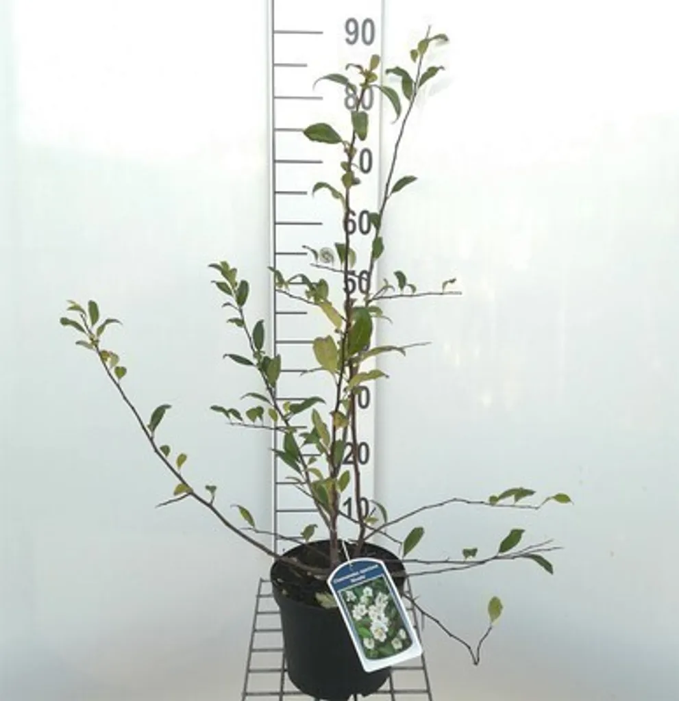 Arbuste facile sans entretien : Coing du Japon Nivalis blanc 30-40cm