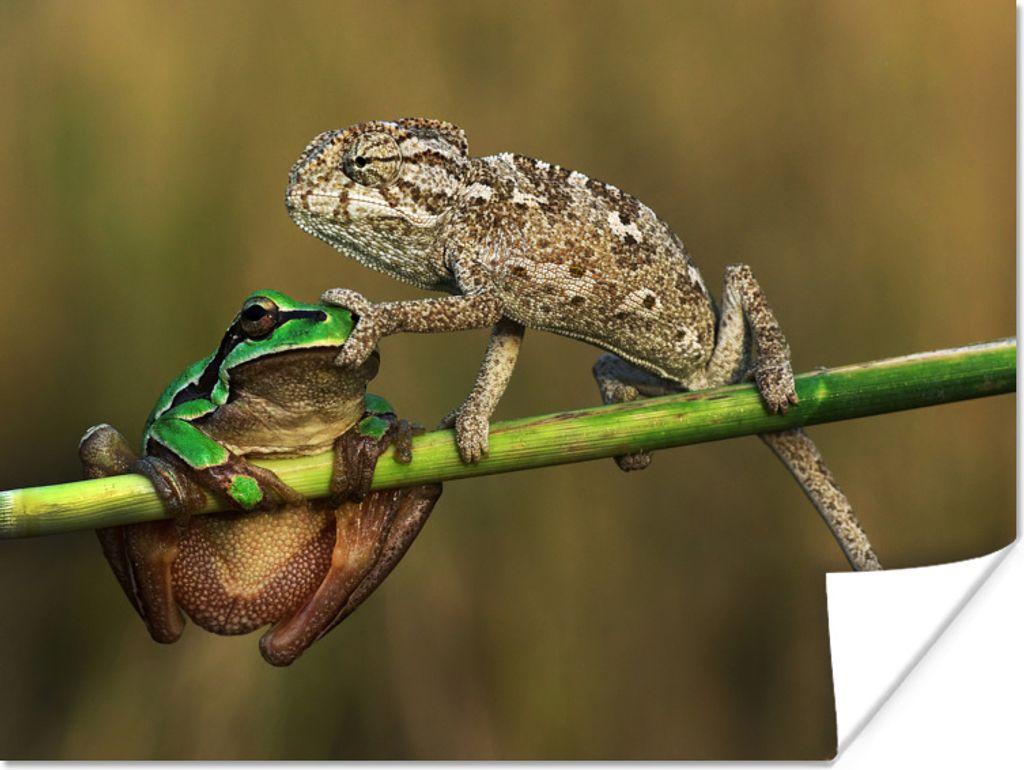 MuchoWow Poster Leguan und Frosch 80x60 cm - Kunst für zu Hause