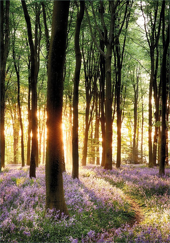 Wallario selbstklebendes Poster - Blaue Hasenglöckchen im Wald mit Sonnenstrahlen, Größe: 70 x 100 cm